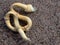 Strange-shaped twisted stalk of reed on a sand