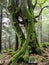 Strange tortuous tree in the forest