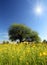 Strange tree and buttercups