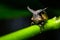 Strange Treehopper in Natural forests