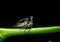 Strange Treehopper in Natural forests