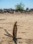 A strange wooden snag in the form of a snake lies on the sandy beach of the Ob Sea