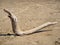 A strange wooden snag in the form of a snake lies on the sandy beach of the Ob Sea