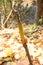 Strange yellow flower with sunlight in the Dipterocarp forest at the mountain, Op Luang National Park, Hot, Chiang Mai, Thailand