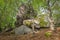 Strangely shaped stone foot and alien skull cult site Wackelstein Regenstauf in Upper Palatinate Bavaria in Germany