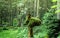 Strangely shaped tree trunk with mosses and lichens