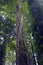 Strangler fig climbing a tall rainforest tree
