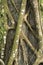 Strangler fig encircles a tree in the Florida everglades.