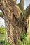 Strangler fig Ficus aurea winds its way around the trunk of an o