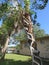 Strangler fig, Florida