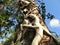 Strangler fig, Florida