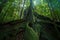 Strangler Fig, a host tree in the Daintree Rainforest, Mossman Gorge, North Queensland, Australia