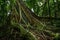Strangler Fig, a host tree in the Daintree Rainforest, Mossman Gorge, North Queensland, Australia