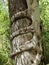 Strangler Fig Strangles A Cypress Tree