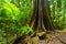 A strangler fig in the Tamborine National Park in the Gold Coast Hinterland