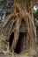 Strangler fig on temple entrance door