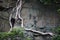 STRANGLER FIG TREE GROWING UP THE SIDE OF A SHEER ROCK