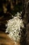 Strap lichen on a trunk of Canary Island pine.