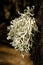 Strap lichen on a trunk of Canary Island pine.