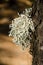 Strap lichen on a trunk of Canary Island pine.