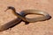Strap-snouted Brown Snake 