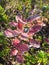 Strathcona Provincial Park, Vancouver Island, Frost on Autumn Blueberry Bushes on Forbidden Plateau, British Columbia, Canada