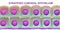 Stratified cuboidal epithelium