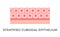 Stratified cuboidal epithelium. Epithelial tissue types. Multiple layers of cube-like cells.