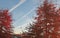 Stratus Clouds fill the Blue skyline in Northern NJ.