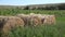 Straw Bale in Agriculture Field, Forage for Pigs, Cows, Sheep Animals, Cultivated Fodder Land at Countryside