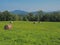 Straw bale on green grass meadow with tree, hills and blue sky