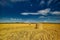 Straw Bale Harvest