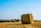 Straw bale harvest at the field