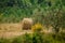 A straw bale under the summer sun