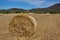 Straw, bale or yellow straw alpacas rolls