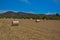 Straw, bale or yellow straw alpacas rolls