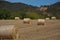 Straw, bale or yellow straw alpacas rolls