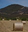 Straw, bale or yellow straw alpacas rolls