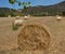 Straw, bale or yellow straw alpacas rolls