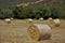 Straw, bale or yellow straw alpacas rolls