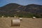 Straw, bale or yellow straw alpacas rolls