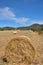 Straw, bale or yellow straw alpacas rolls