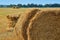 Straw bales on farmland