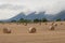 Straw bales in the fields. Farmland