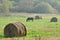 Straw Bales and Grazing Horse in the Field