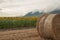 Straw bales in the newly harvested fields and sunflowers