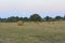 Straw bales next to an oak tree during a summer sunset and with the full moon rising in the background.