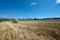 Straw bales on the stubble field