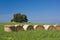 Straw bales, trees and meadow