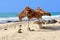 Straw beach parasols sunshine blue ocean, Cape Verde, Africa